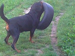 Rottweiler BEN