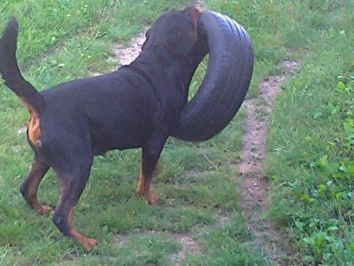 Rottweiler BEN