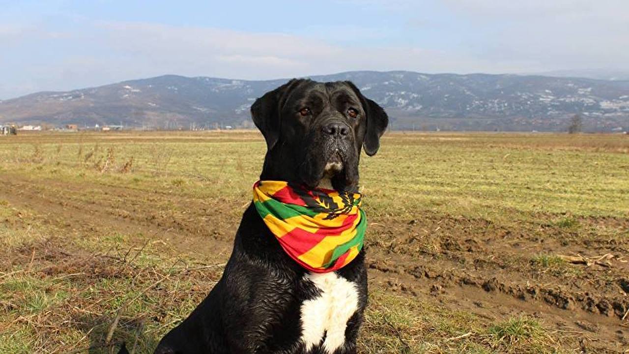 Cane Corso Atina