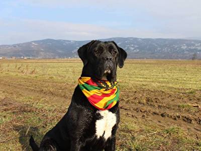 Cane Corso Atina