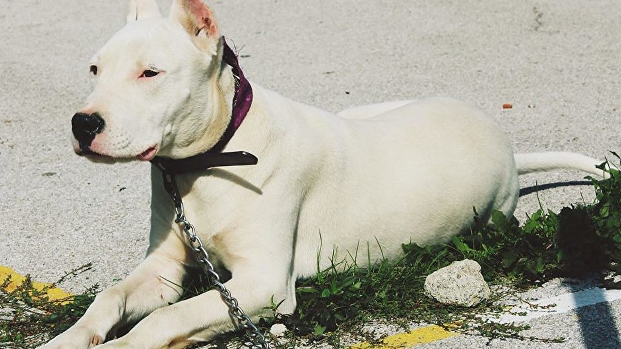 Dogo Argentino Betty