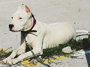 Dogo Argentino Betty